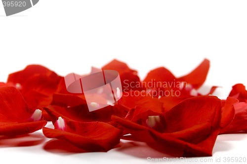 Image of red petals