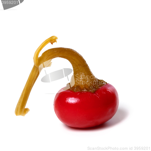 Image of Hot turkish pickled pepper on white background