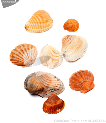 Image of Sunlight seashells isolated on white 