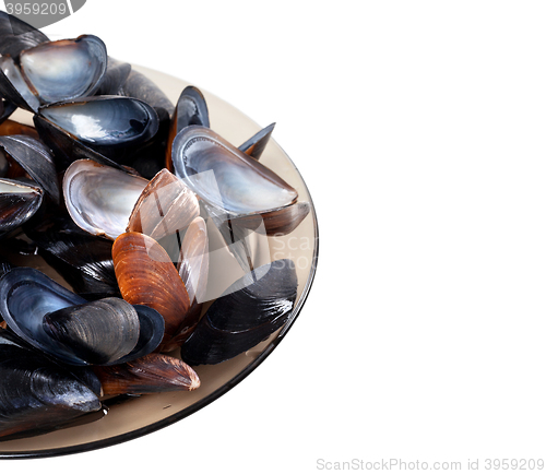Image of Shells of mussels on glass plate
