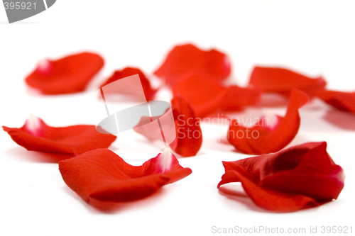 Image of red petals