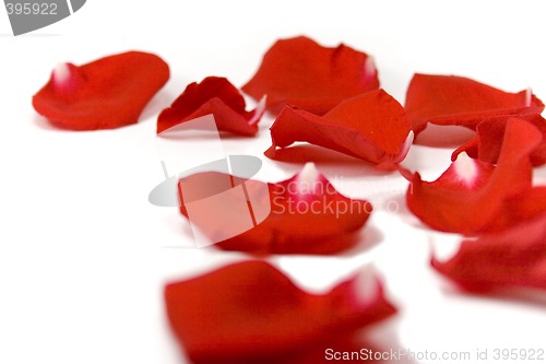 Image of red petals