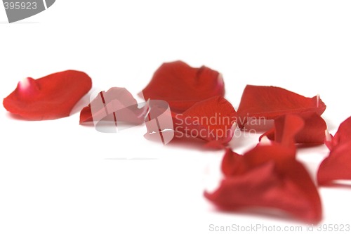 Image of red petals
