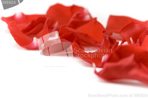 Image of red petals