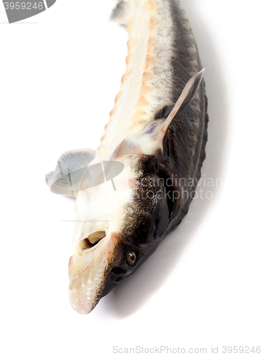 Image of Dead fresh sterlet fish