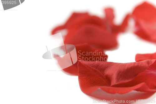 Image of red petals
