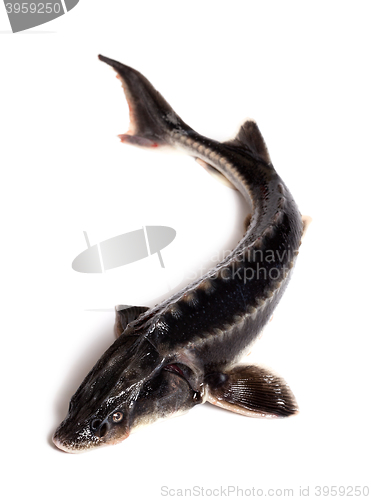 Image of Raw sterlet fish 