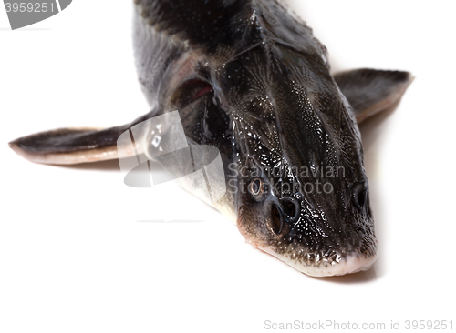 Image of Fresh sterlet fish head