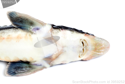 Image of Dead sterlet fish