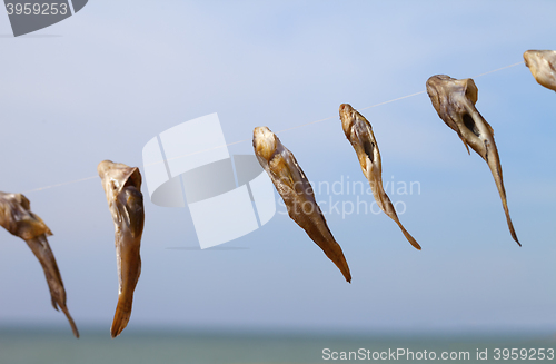 Image of Catch of gobies fish drying on sun