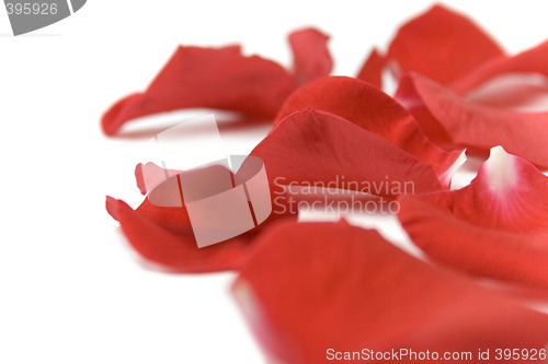 Image of red petals
