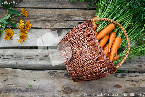 Image of Top view of wicker basket with fresh carrots
