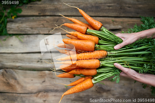 Image of Female hands holding fresh carrots