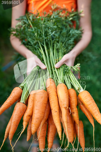 Image of Female hands holding fresh carrots