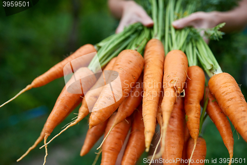 Image of Female hands holding fresh carrots