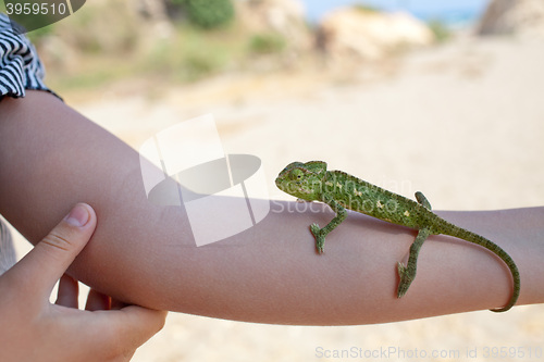 Image of Chameleon on hand