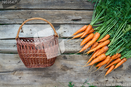 Image of Fresh carrots with green leaves and empty wicker basket
