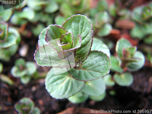 Image of Peppermint plant
