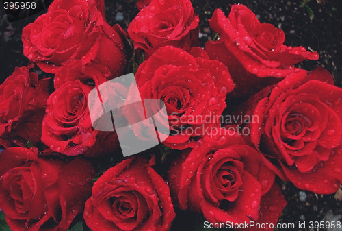 Image of Red roses