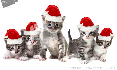 Image of Christmas Kittens Wearing Red Hat on White