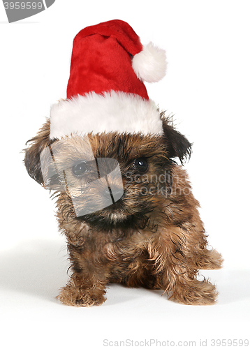 Image of Puppy Dog With Cute Expression and Santa Hat