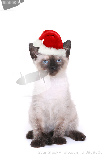 Image of Siamese Kitten on White With Santa Hat