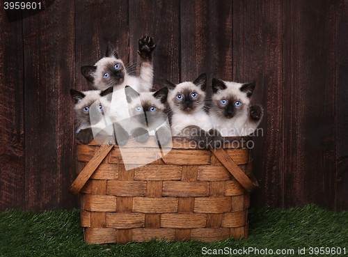 Image of Adorable Siamese Kittens in A Basket