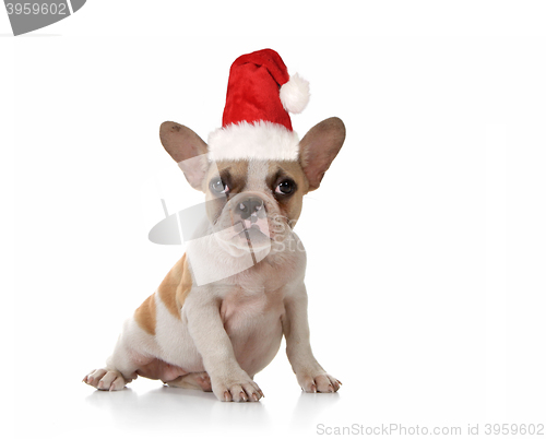 Image of Puppy Dog With Cute Expression Studio Shot