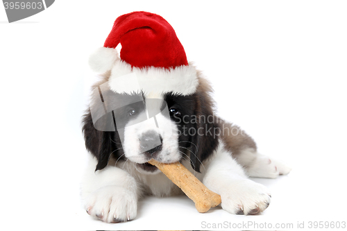 Image of Saint Bernard Puppy Wearing Santa Hat