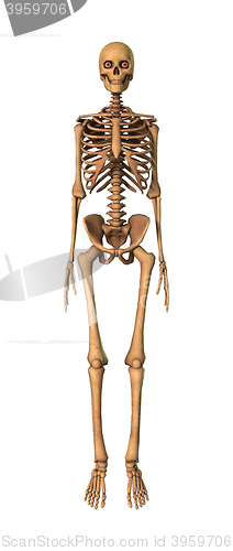Image of 3D Rendering Human Skeleton on White