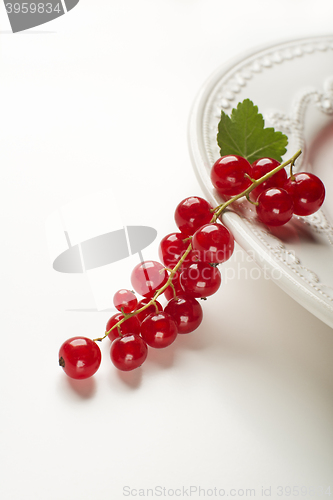 Image of Red currant