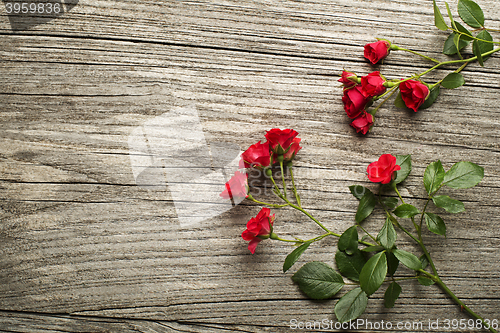 Image of Roses