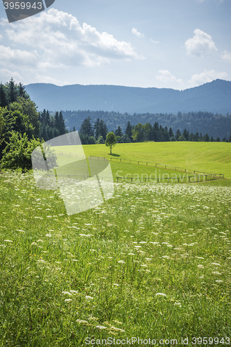 Image of green meadow with flowers