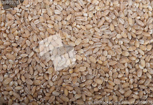 Image of organic wheat grains 