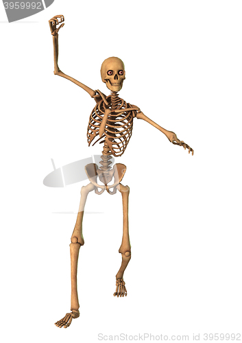 Image of 3D Rendering Human Skeleton on White