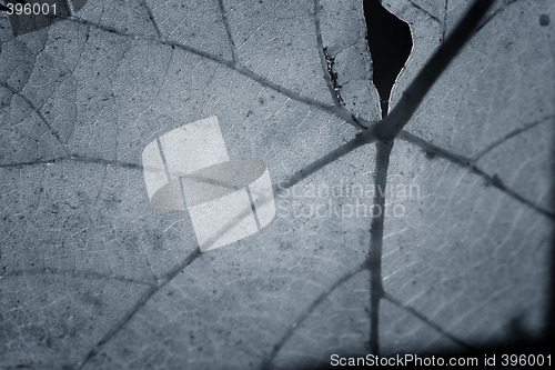Image of Beautiful background leaf