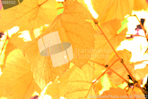 Image of Beautiful background leafs