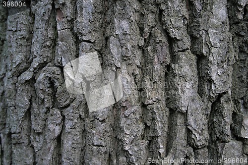 Image of ald tree bark