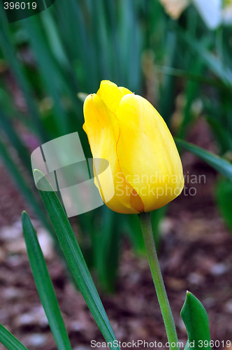 Image of Yellow Tulips