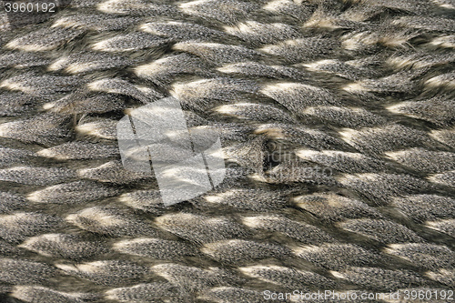 Image of Feather Texture