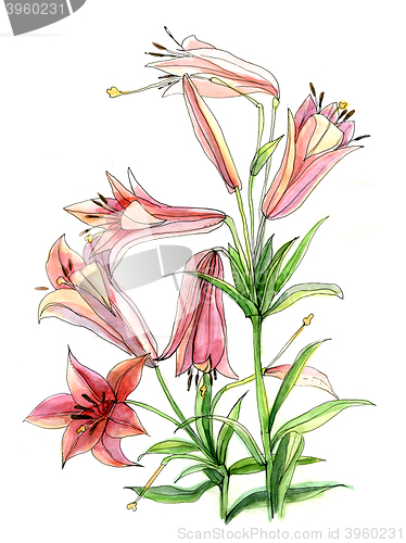 Image of Watercolor flower of lily 