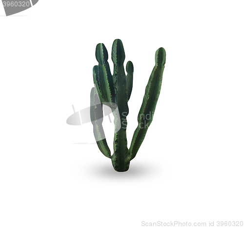 Image of Cactus