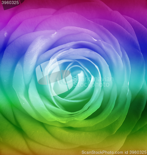 Image of Rainbow Rose