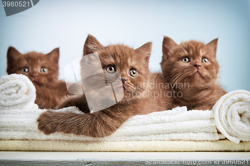 Image of kitten and towels