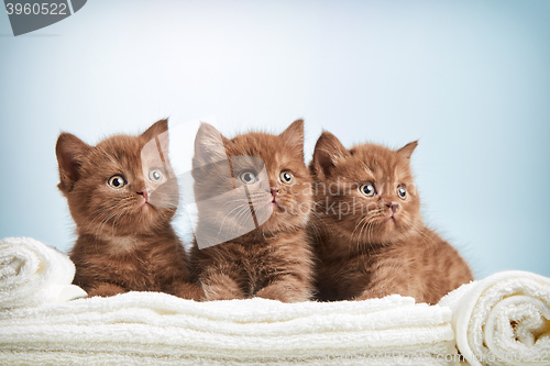 Image of kitten and towels