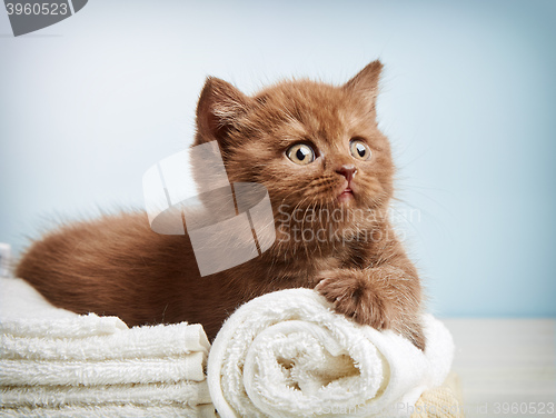 Image of kitten and towels