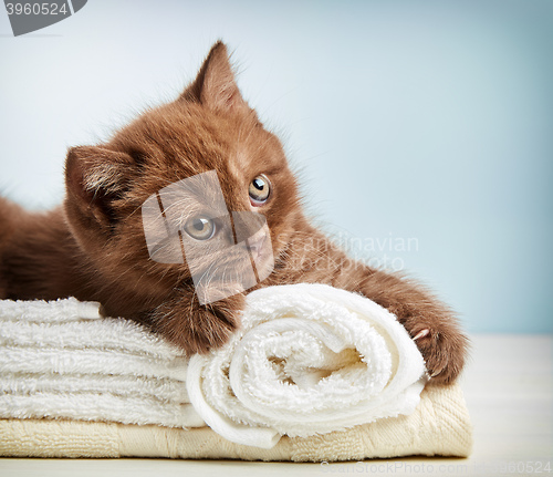 Image of kitten and towels