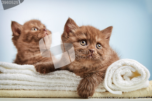 Image of kitten and towels