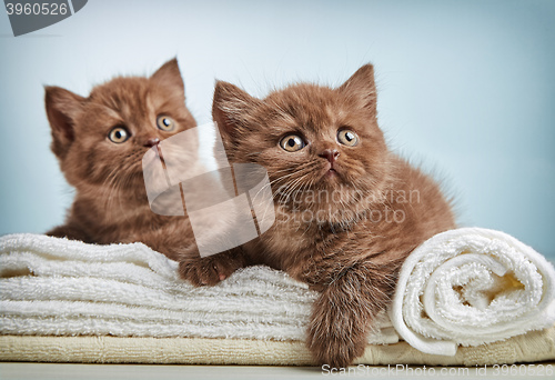 Image of kitten and towels