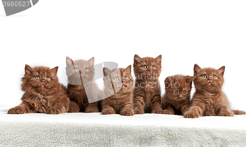 Image of six brown british kittens